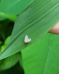 Saccharodite coccinea