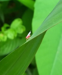 Saccharodite coccinea