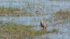 Ardea purpurea manilensis