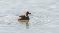 Tachybaptus ruficollis poggei