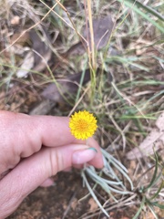 Leucochrysum albicans