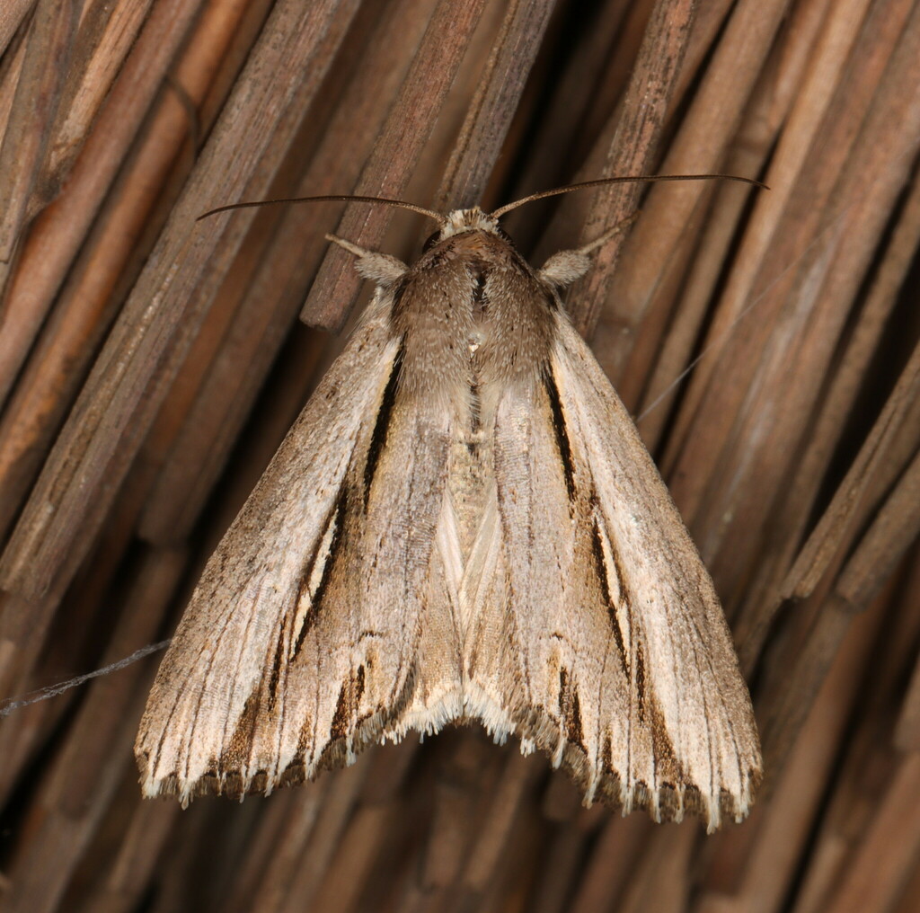Mimleucania