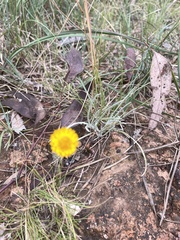Leucochrysum albicans