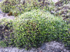 Grimmia pulvinata