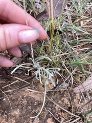 Leucochrysum albicans