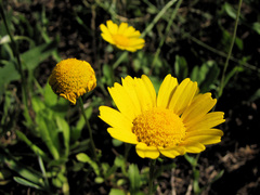 Coleostephus myconis