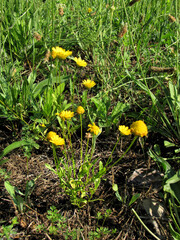 Coleostephus myconis