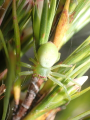 Diaea