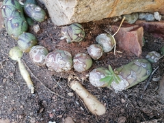 Baculellum articulatum