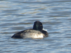 Aythya affinis × collaris