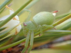 Diaea