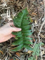 Polystichum wawranum