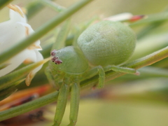 Diaea