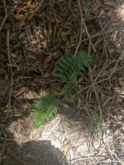 Polystichum wawranum