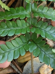 Polystichum wawranum
