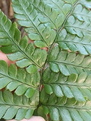 Polystichum wawranum
