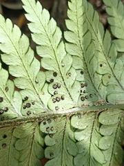 Polystichum wawranum