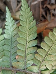 Polystichum wawranum