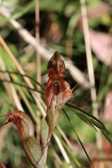 Pterostylis squamata