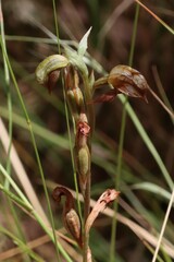 Pterostylis squamata