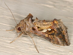 Chrysodeixis chalcites