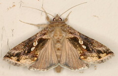 Chrysodeixis chalcites