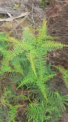 Gleichenia dicarpa