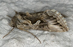 Cornutiplusia circumflexa