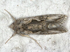 Cornutiplusia circumflexa