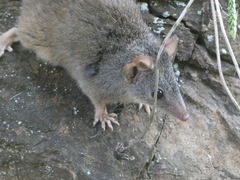 Antechinus
