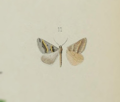 Perigune binaevata