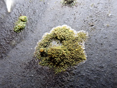 Flavoplaca