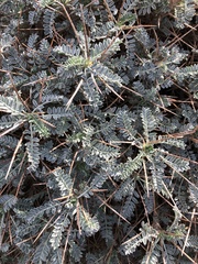 Astragalus thermensis