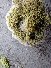 Flavoplaca