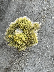 Flavoplaca