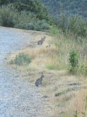 Oryctolagus cuniculus cuniculus