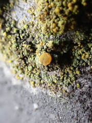 Flavoplaca