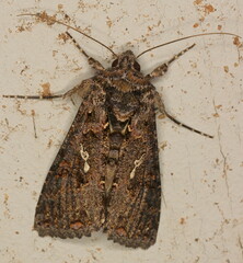 Ctenoplusia limbirena