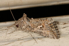 Ctenoplusia limbirena