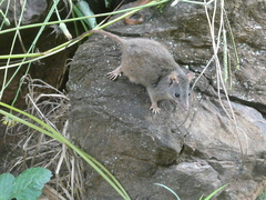 Antechinus