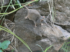 Antechinus