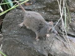 Antechinus