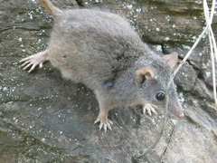 Antechinus