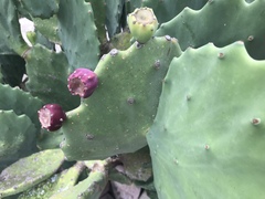 Opuntia gomei