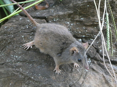 Antechinus