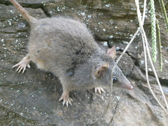 Antechinus