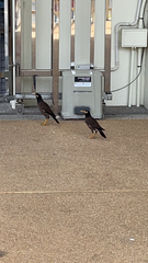 Acridotheres tristis