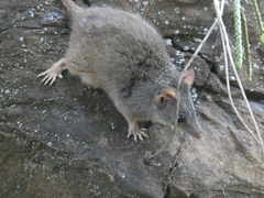 Antechinus