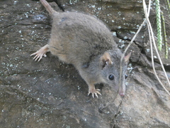 Antechinus