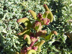 Mesembryanthemum nodiflorum